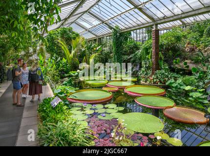 Giant Water Lilies (victoria amazonica), Princess of Wales Conservatory, Kew Gardens, Richmond, Londres, Angleterre, ROYAUME-UNI Banque D'Images