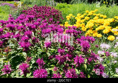 Coloré début été jardin fleurs bordure Violet Monarda jaune Faux tournesol Heliopsis helianthoides 'Sonnenschild', Monarda 'Gewitterwolk' Banque D'Images