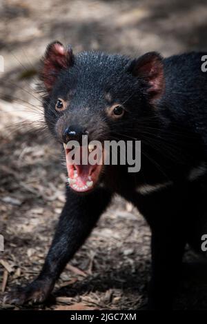 Un cliché vertical d'un diable tasmanien montrant une posture agressive avec des dents Banque D'Images