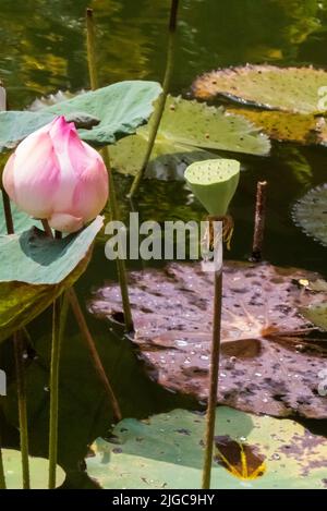 Bourgeon d'un lotus (Nelumbo nucifera) dans une piscine dans la cour du Musée national de Phnom Penh, Cambodge Banque D'Images