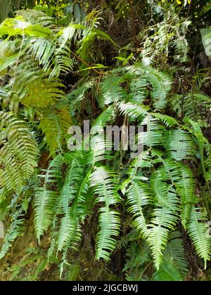 Un plan vertical de fougères vertes False staghorn cultivées dans la forêt Banque D'Images