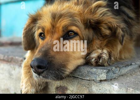 Chien errant dans la rue. Chien est en ville. Détails de la vie de l'animal sans la maison. Animal abandonné. Banque D'Images