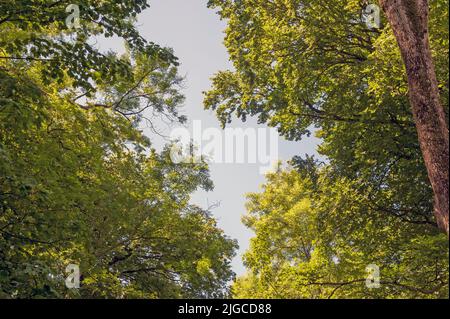 Les cendre montrant des signes de cendre de chalara meurent de nouveau dans les bois de frêne et de hêtre gérés West Dorset Angleterre Royaume-Uni Banque D'Images