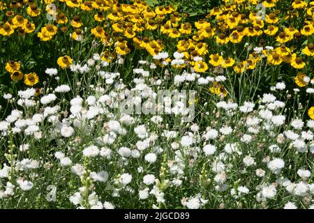 Jardin blanc jaune, plantes, Centaurea 'Snow Man', Helenium 'El Dorado', Centaurea, Helenium, bordure florale d'été Banque D'Images