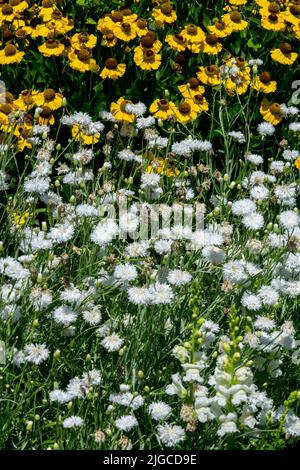 Blanc, boutons de Bachelors, Cyanus segetum aka Centaurea cyanus, lit de fleurs blanc jaune, fleur de Cornouailles, fleur de Helens, Mixte, plantes en juillet jardin Banque D'Images