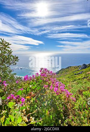 Vue sur le paysage et l'océan bleu pendant la journée. Voyage à l'étranger pour de beaux paysages. Fleurs sauvages de montagne en Afrique du Sud appelées géranium de Regal Banque D'Images