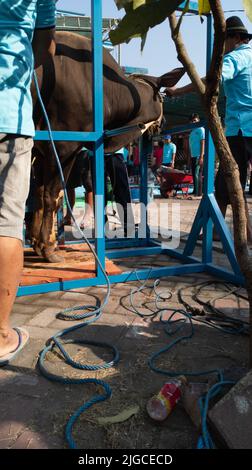 Portrait des personnes préparant des outils d'abattage d'animaux sacrificiels pendant Eid al-Adha Banque D'Images