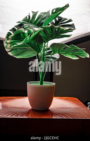 Gros plan d'une fromagerie suisse en pot cultivée dans le jardin au printemps Banque D'Images