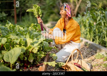 La femme ramasse la betterave dans le jardin de la maison Banque D'Images