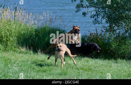 3 chiens fous jouant ensemble sur un lac en France en été. Un chien Boxer, un berger Malinois et un chien Labrador noir. Banque D'Images