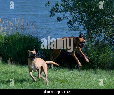 3 chiens fous jouant ensemble sur un lac en France en été. Un chien Boxer, un berger Malinois et un chien Labrador noir. Banque D'Images