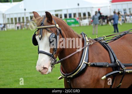 EXETER, DEVON - 18 MAI 2017 salon agricole du comté de Devon - Concours d'Elégance Banque D'Images