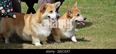 EXETER, DEVON - 18 MAI 2017 Devon County Agricultural Show - exposition pour chiens avec manutentionnaire, herbe verte et fils Banque D'Images