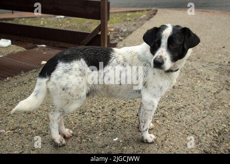 Chien errant dans la rue. Chien est en ville. Détails de la vie de l'animal sans la maison. Animal abandonné. Banque D'Images