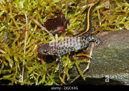 Gros plan sur un jeune à pois gris coloré, le nouveau-né des Balkans, le Triturus ivanbureschi assis sur des mousses vertes Banque D'Images