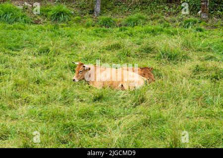 Les vaches reposent dans un pâturage rural sur l'herbe verte de près Banque D'Images