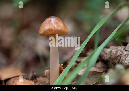 Un gros plan d'un jeune champignon Amanita fulva Banque D'Images