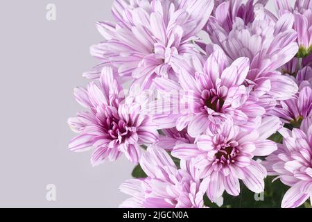 Fleurs de chrysanthème à rayures roses et blanches Banque D'Images