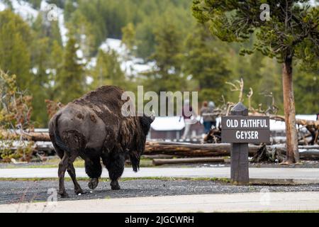 Un taureau de bison américain passe devant les touristes à Old Faithful Geyser dans le parc national de Yellowstone, 30 mai 2022, à Yellowstone, Wyoming. Banque D'Images