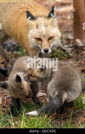 Les kits de renard roux jouent ensemble au printemps, tandis que le vixen garde un œil sur eux au parc national de Grand Teton, à Moose, Wyoming. Banque D'Images