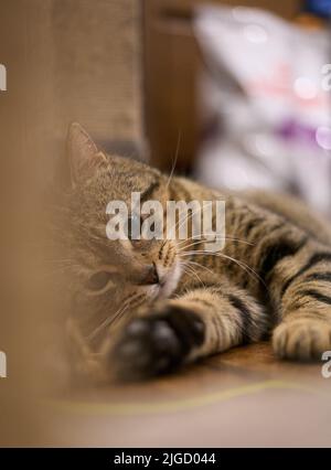 Un cliché vertical d'un adorable chat de shorthair européen couché sur le sol Banque D'Images