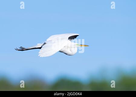 Grand aigreet (Ardea alba), vol, est Amérique du Nord, par Dominique Braud/Dembinsky photo Assoc Banque D'Images