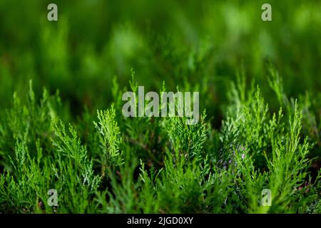 Cupressocyparis leylandii, une espèce d'herbes de clôture de jardin Banque D'Images