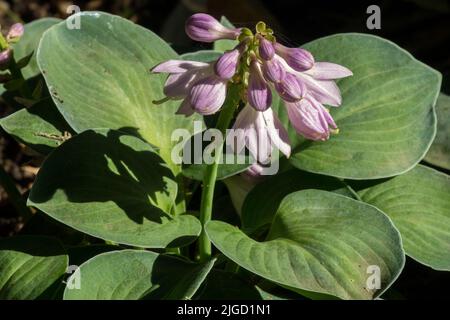 Fleur d'Hosta, rose « Blue Mouse Ears » Banque D'Images