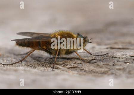 Gros plan sélectif détaillé sur une mouche à stiletto Commonmacro marron, Thereva nobilitata assise sur du bois dans le jardin Banque D'Images