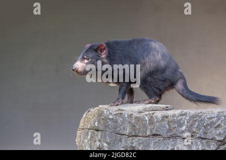 Diable de Tasmanie (Sarcophilus harrisii) debout sur un rocher. Ces marsupiaux australiens indigènes ont été déclarées une espèce en voie de disparition. Banque D'Images