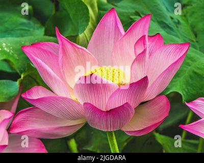 Fleur de Lotus rose Lotus Pond West Lake Hangzhou Chine la fleur sacrée du bouddhisme indigène à la Chine Banque D'Images