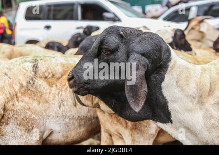 Un homme d'affaires attend des clients à un marché de Goat temporaire de deux jours le long de la rue Muratina à Eastleigh, chaque chèvre est vendu entre $60 et $140 tandis que les musulmans se préparent à célébrer Eid al-Adha à Nairobi. EID al-Adha, la deuxième et la plus grande des deux principales fêtes célébrées dans l'Islam commence le soir du samedi 9 juillet et se termine le soir du dimanche 10 juillet 2022 à Nairobi. Cette tradition implique l'abattage d'un animal et le partage de la viande en trois parties égales - pour la famille, pour les parents et les amis, et pour les pauvres. (Photo de Boniface Muthoni/SOPA Images/Sipa USA) Banque D'Images