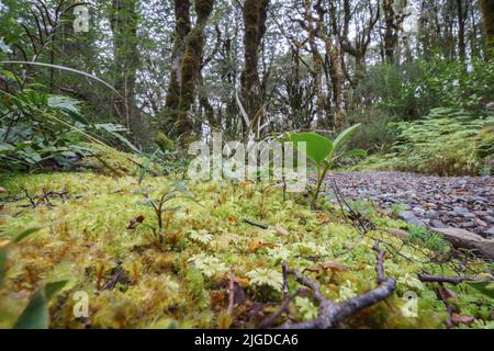 Sélection incroyable de petites plantes et de mousses dans le micro-paysage sur le sol de la forêt tropicale des Alpes du Sud, promenade dans le Bealey Bush. Banque D'Images