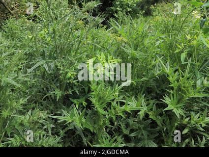 Jardin surcultivé, chardons et mauvaises herbes dans le jardin Banque D'Images