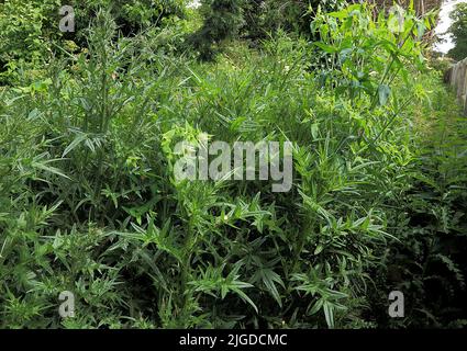 Jardin surcultivé, chardons et mauvaises herbes dans le jardin Banque D'Images