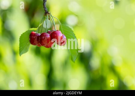 cerises rouges mûres accrochées à la branche dans le jardin Banque D'Images