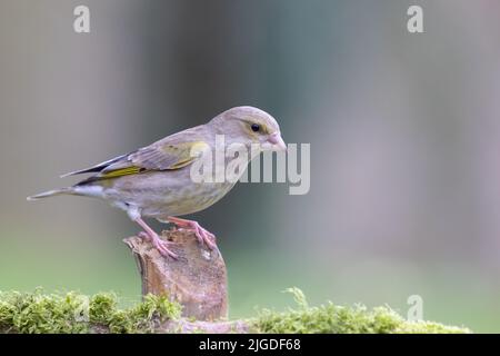 Femelle Greenfinch [ Chloris chloris ] sur poste avec arrière-plan hors foyer Banque D'Images