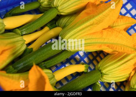 Récolte de courgette fraîche et de sa fleur dans un bac bleu Banque D'Images