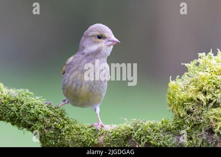 Femelle Greenfinch [ Chloris chloris ] sur branche moussy avec arrière-plan hors foyer Banque D'Images