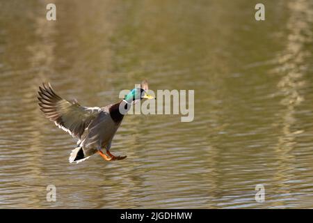 Canard colvert mâle [ Anas platyrhynchos ] arrivant sur terre sur l'eau Banque D'Images
