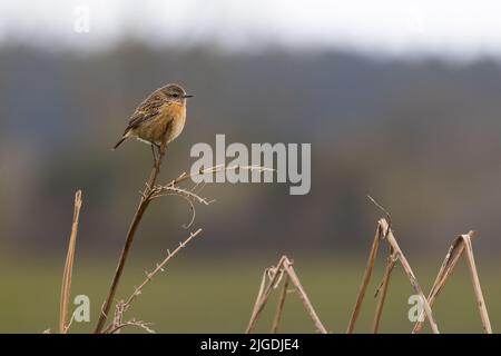 Femelle Stonechat [ Saxicola rubicola ] perchée sur une tige en laiton avec un arrière-plan hors foyer Banque D'Images