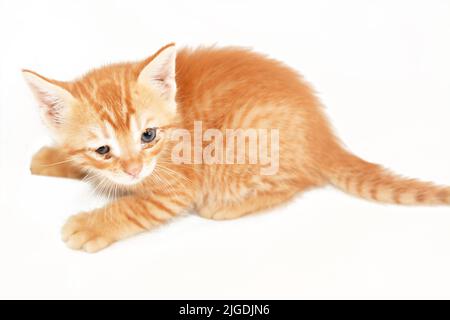Un portrait d'un nouveau-né un petit chaton adorable isolé sur fond blanc, foyer sélectif d'un petit chat semi-possédé à la recherche Banque D'Images