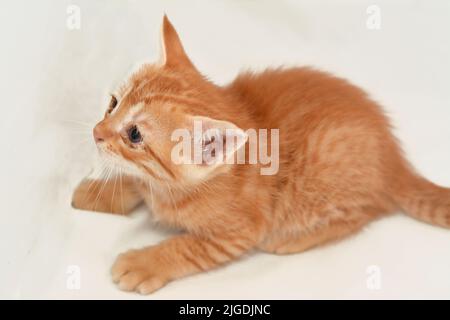 Un portrait d'un nouveau-né un petit chaton adorable isolé sur fond blanc, foyer sélectif d'un petit chat semi-possédé à la recherche Banque D'Images