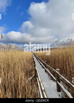 Chemin en bois entre les grandes roseaux. Caillebotis couverts de neige. Passerelle étroite avec roseaux secs des deux côtés. Banque D'Images