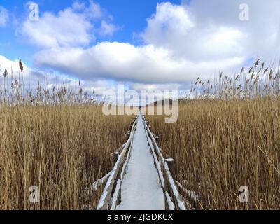 Chemin en bois entre les grandes roseaux. Caillebotis couverts de neige. Passerelle étroite avec roseaux secs des deux côtés. Banque D'Images