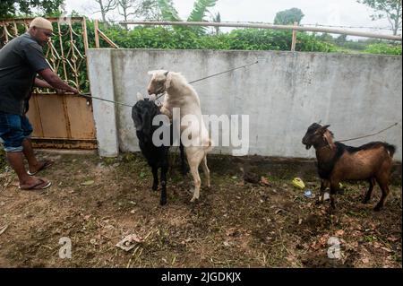 Les musulmans ont été vus pendant le processus d'abattage de vaches et de chèvres sur les célébrations d'Eid Al Adha dans la mosquée de Tiga Serangkai comme les pentes du volcan Sinabung dans le village de Kuta Tengah, sous-district de Simpang Empat, district de Karo, province de Sumata Nord, Indonésie sur 10 juillet 2022. L'Eid al Adha est l'élan sacré des musulmans dans le monde entier, depuis les révélations d'Allah ou de Dieu jusqu'au prophète Ibrahim et au prophète Ismail ont été devenus le centre de valeur de l'humanité pour garder la foi en Dieu, Cela est lié à la façon dont les gens font face à la série d'essais de la vie aussi longtemps que l'éruption volcanique de Sinabung, et aussi la pandémie de COVID-19 Banque D'Images