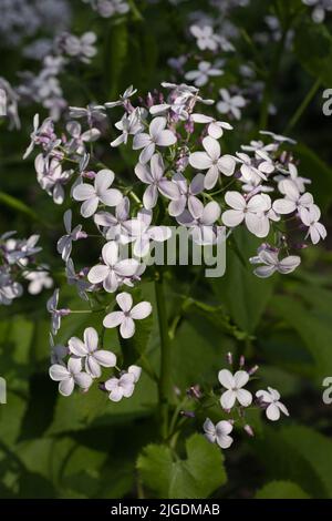 Lunaria rediviva L. fleurs, l'honnêteté éternelle dans la famille des Brassicaceae. Banque D'Images