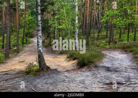 Sentier de randonnée dans la forêt mixte du parc national de Kampinos au printemps, région de Masovia, Pologne. Banque D'Images