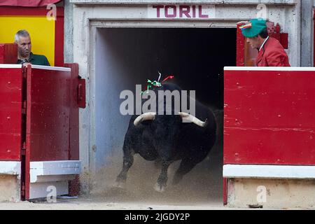 Un taureau lors d'un taureau au Festival de San Fermin, à Pampelune, dans le nord de l'Espagne, 7 juillet 2022 (photo de Ruben Albarran / PRESSINPHOTO) Banque D'Images