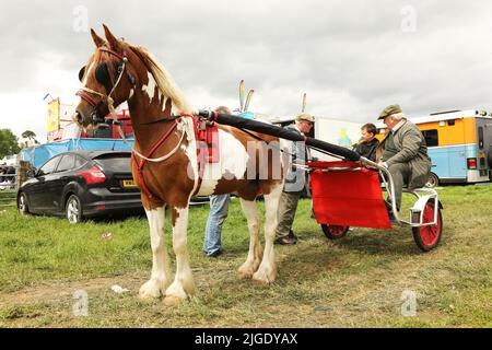 Un cheval coloré tirant un homme et un garçon dans un piège. Appleby Horse Fair, Appleby à Westmorland, Cumbria Banque D'Images